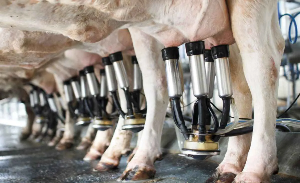 Leite reage no campo, mas custos seguem pressionando produção