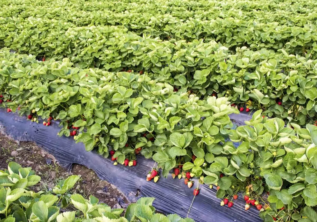 Safra de morango cresce 2,6% em 2026 e exige manejo