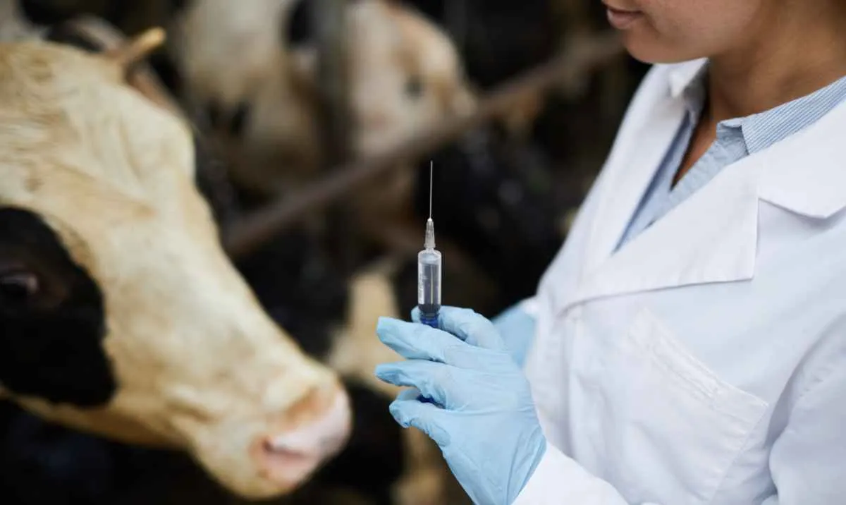Mapa libera 12,3 milhões de doses de vacinas contra clostridioses