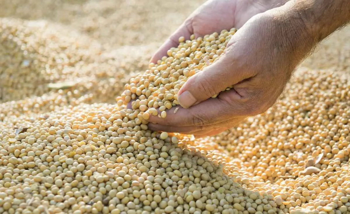 Soja mantém alta após relatório do USDA
