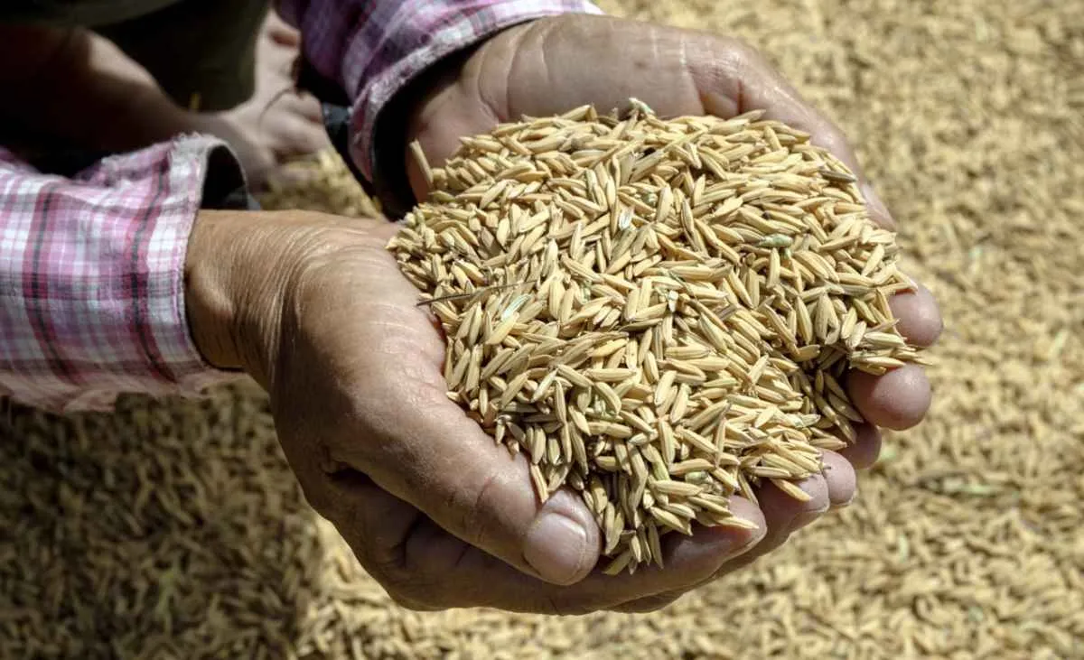 Rio Grande do Sul conclui colheita do arroz 2025/2026