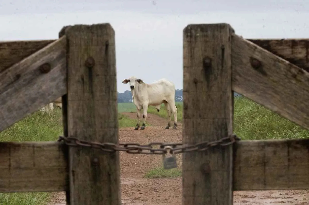 Escassez de insumos preocupa pecuária do Mato Grosso