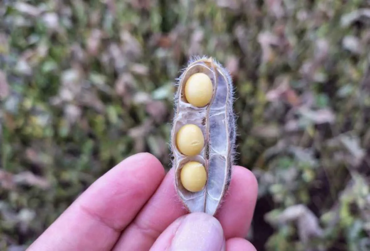 Mato Grosso do Sul conclui colheita da soja e monitora milho