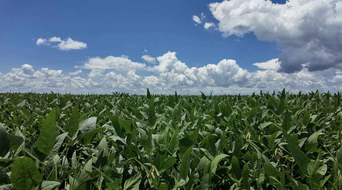 Safra de soja em MT pode cair com risco de El Niño