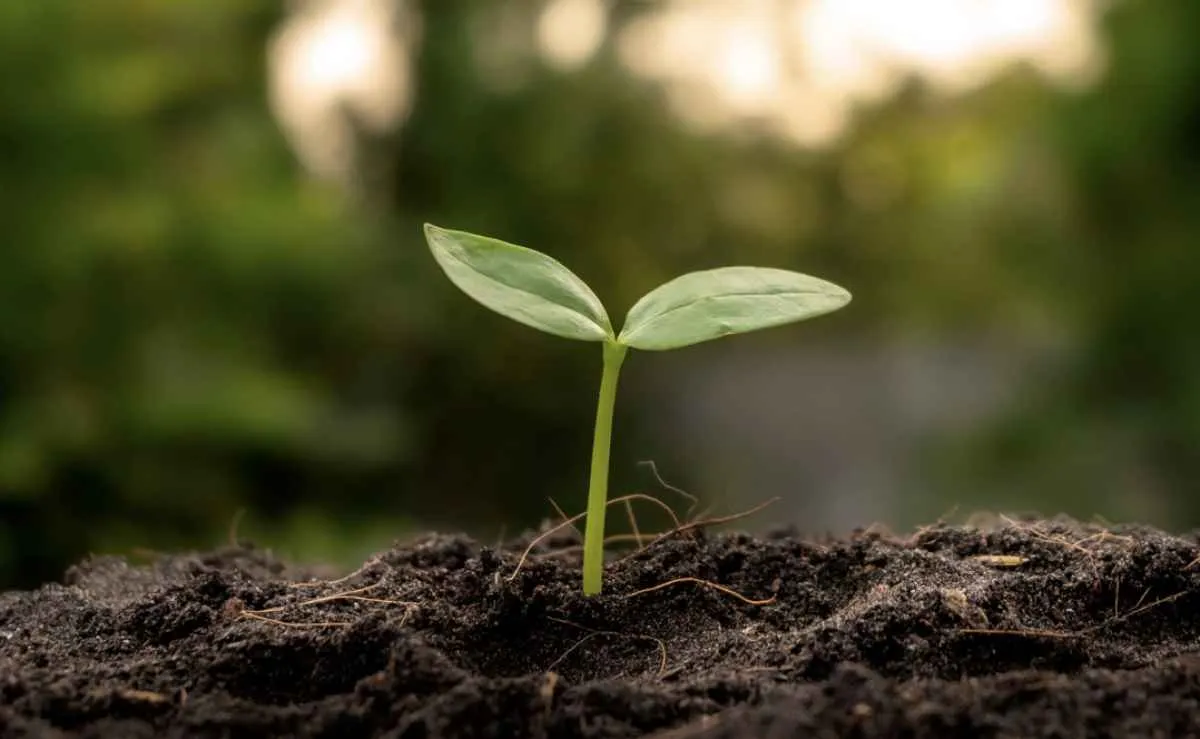 Biodefensivos têm variação de até 77% no mercado brasileiro