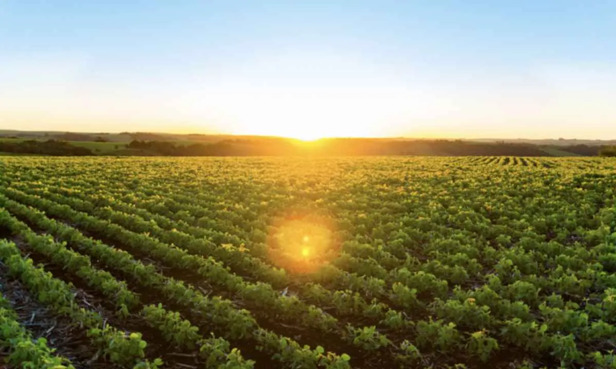 Valor Bruto da Produção agropecuária atinge R$ 1,4 trilhão em maio