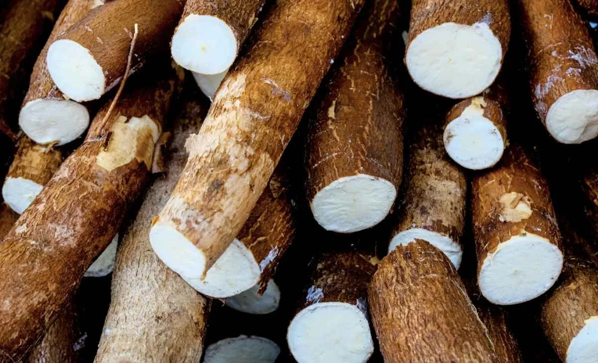 Falta de mandioca industrial limita processamento e sustenta preços