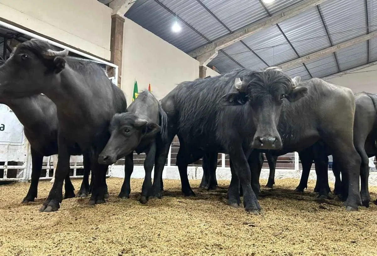 Demanda aquecida impulsiona mercado de búfalos no RS