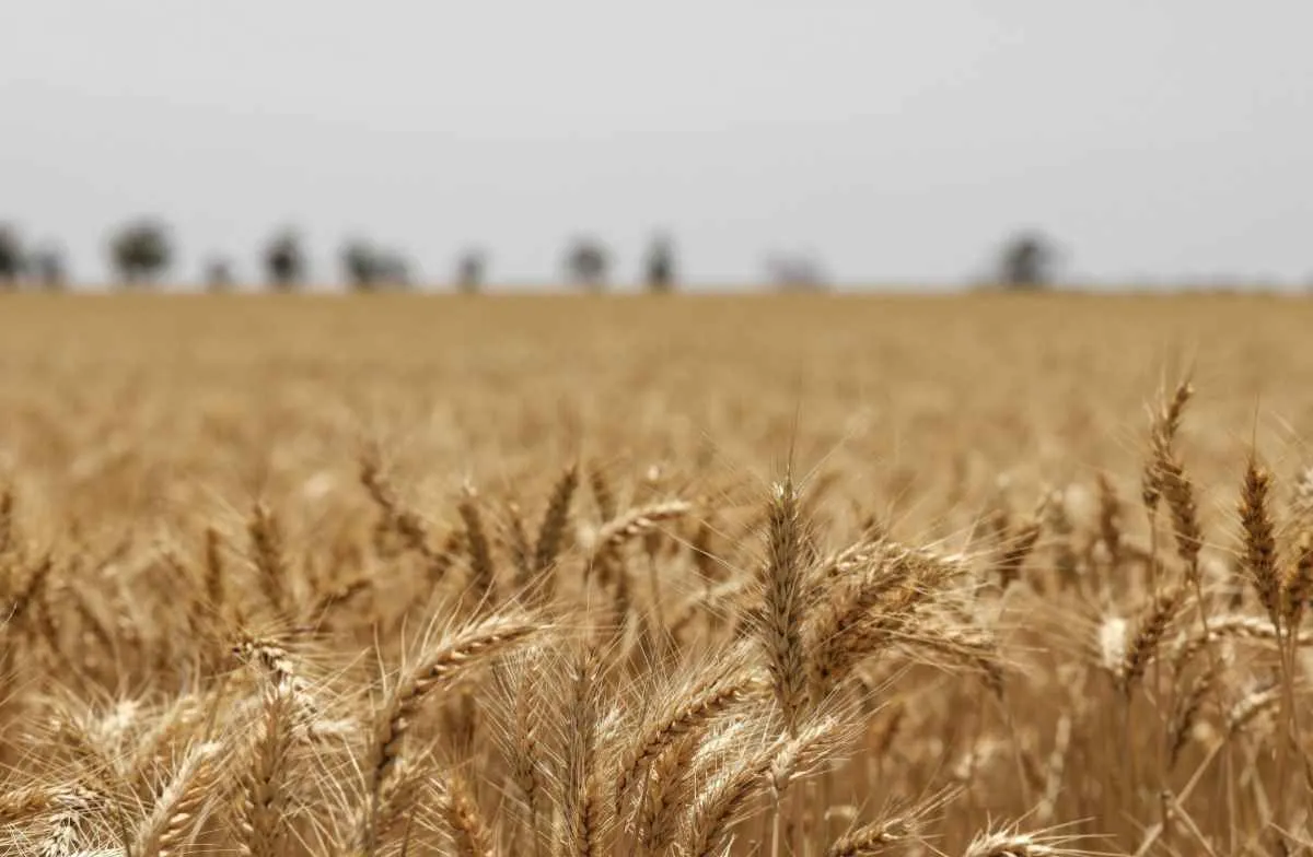 Produção de trigo no Brasil deve cair 20% em 2026