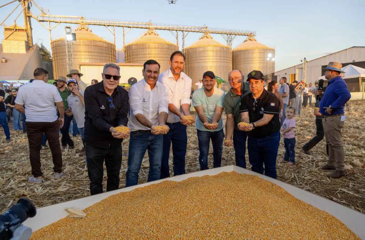 Milho ganha protagonismo na abertura da colheita da safrinha em MT