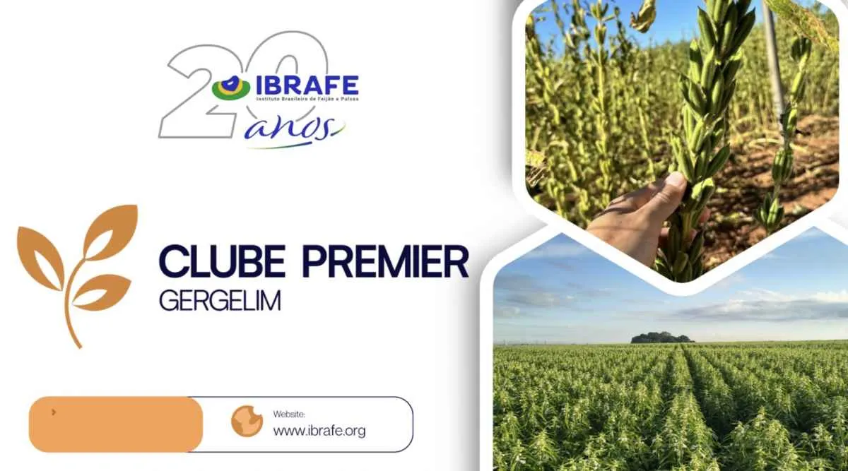IBRAFE lança plataforma de inteligência para o gergelim