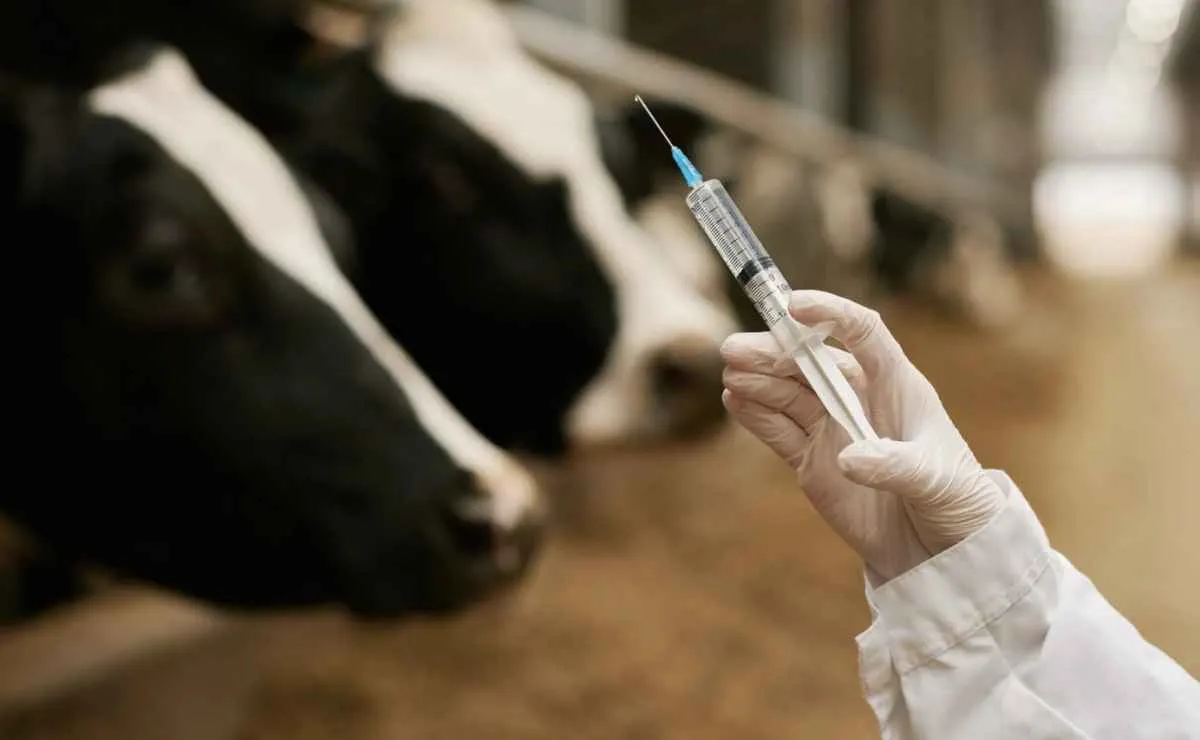 Manejo individual melhora vacinação e reduz perdas no rebanho
