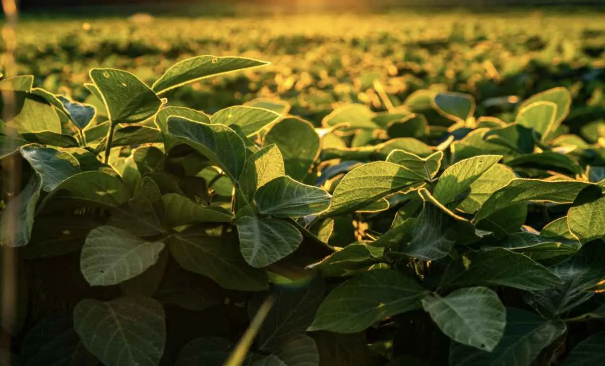 Brasil supera 2 milhões de hectares com certificação de soja RTRS