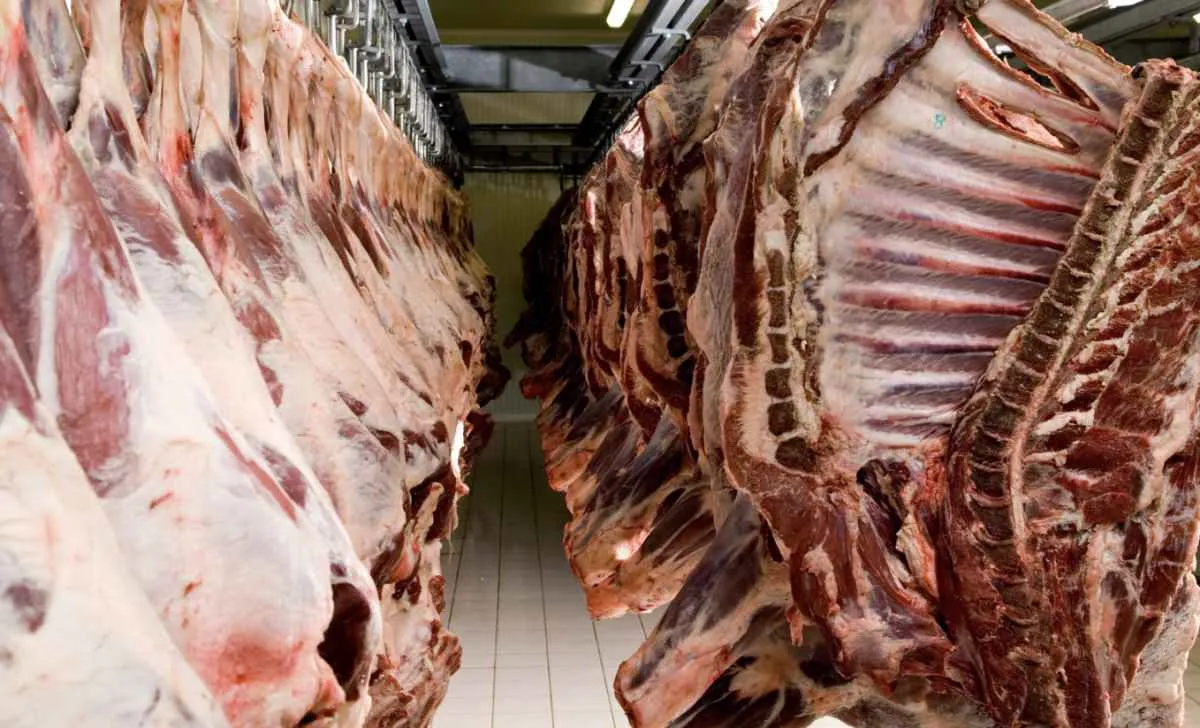 Arroba do boi gordo recua com avanço da cota de carne para a China