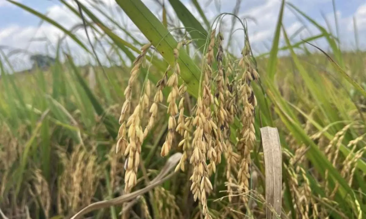 Indústria do arroz pede medidas para ampliar vendas externas