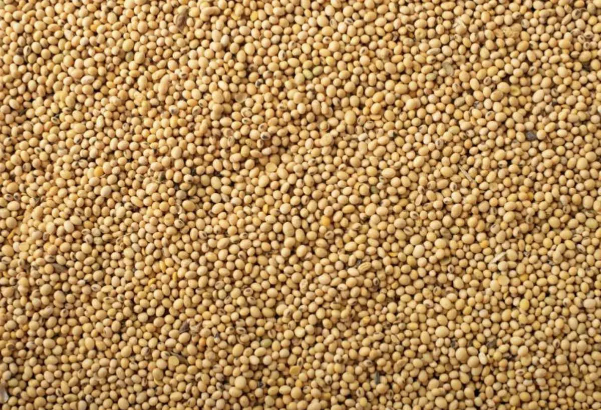 Agronegócio garante superávit de US$ 802 milhões em MS