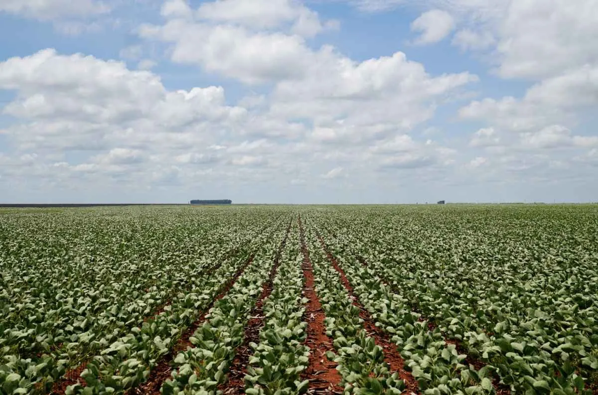 Custos da soja sobem e preocupam produtores em Mato Grosso