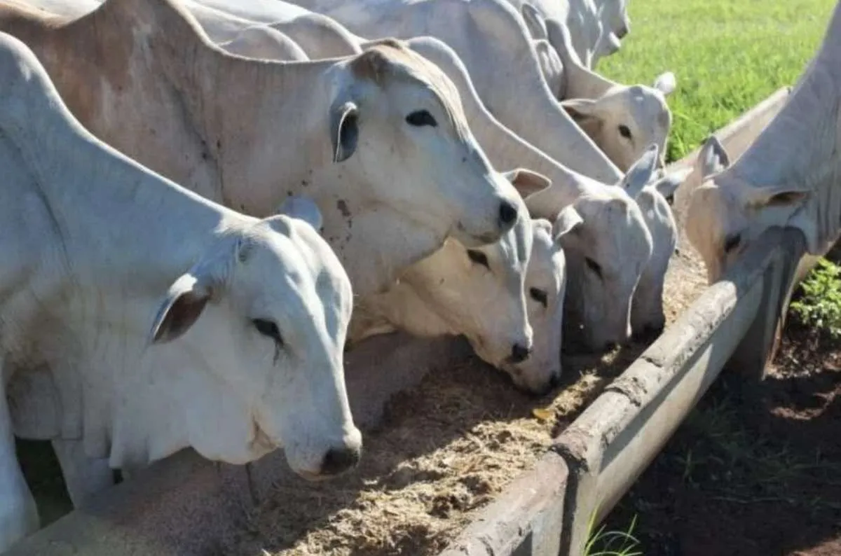 Pecuarista afirma que restrição da União uropéia é medida protecionista
