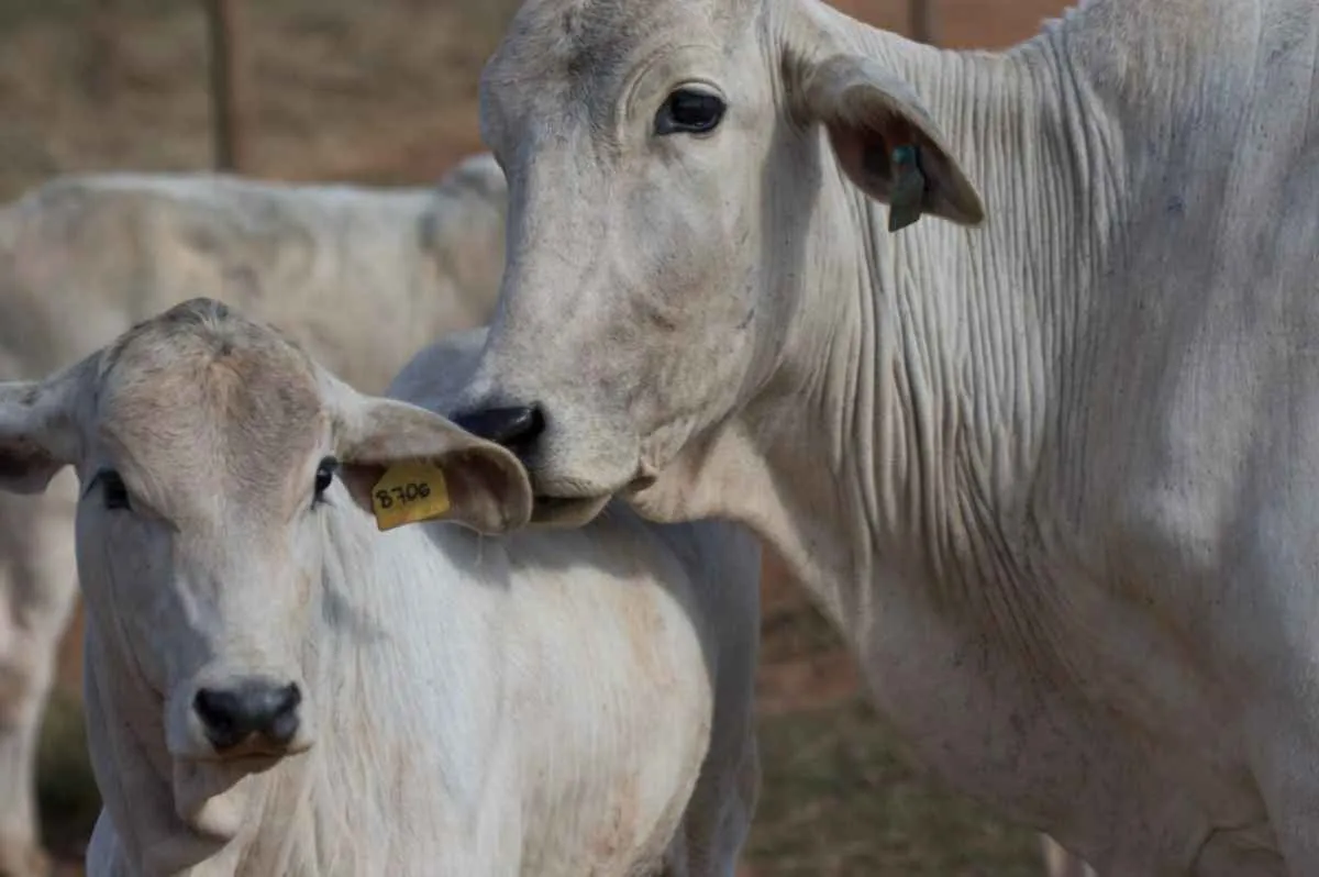 Agrodefesa prorroga declaração de rebanho até 10 de junho
