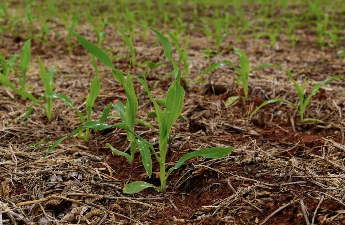 Plantio direto reduz custos e fortalece produtividade no campo