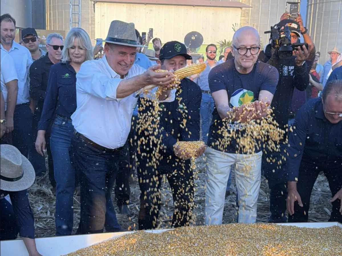 Milho segunda safra impulsiona renda e indústria em MT