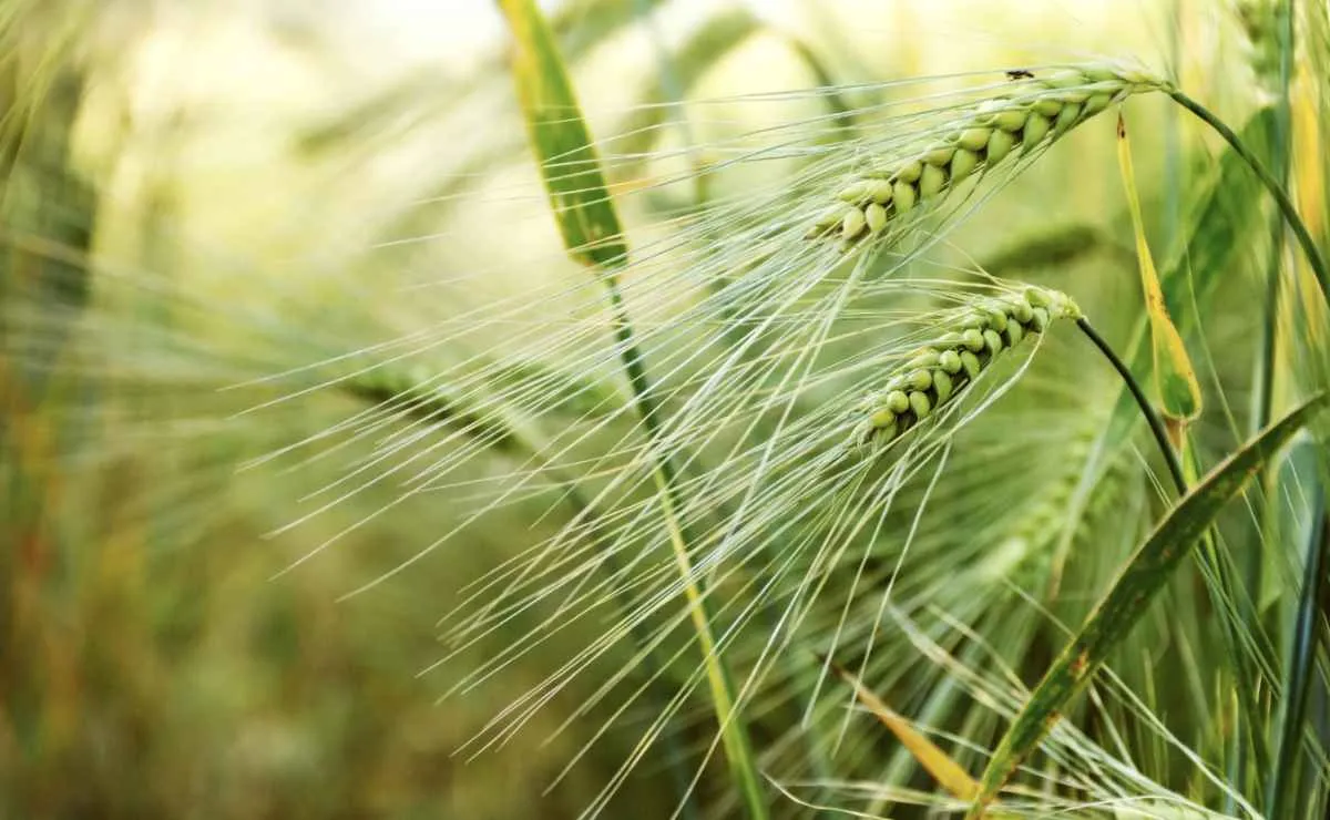 Campanha da Embrapa orienta safra de inverno sob ameaça do El Niño
