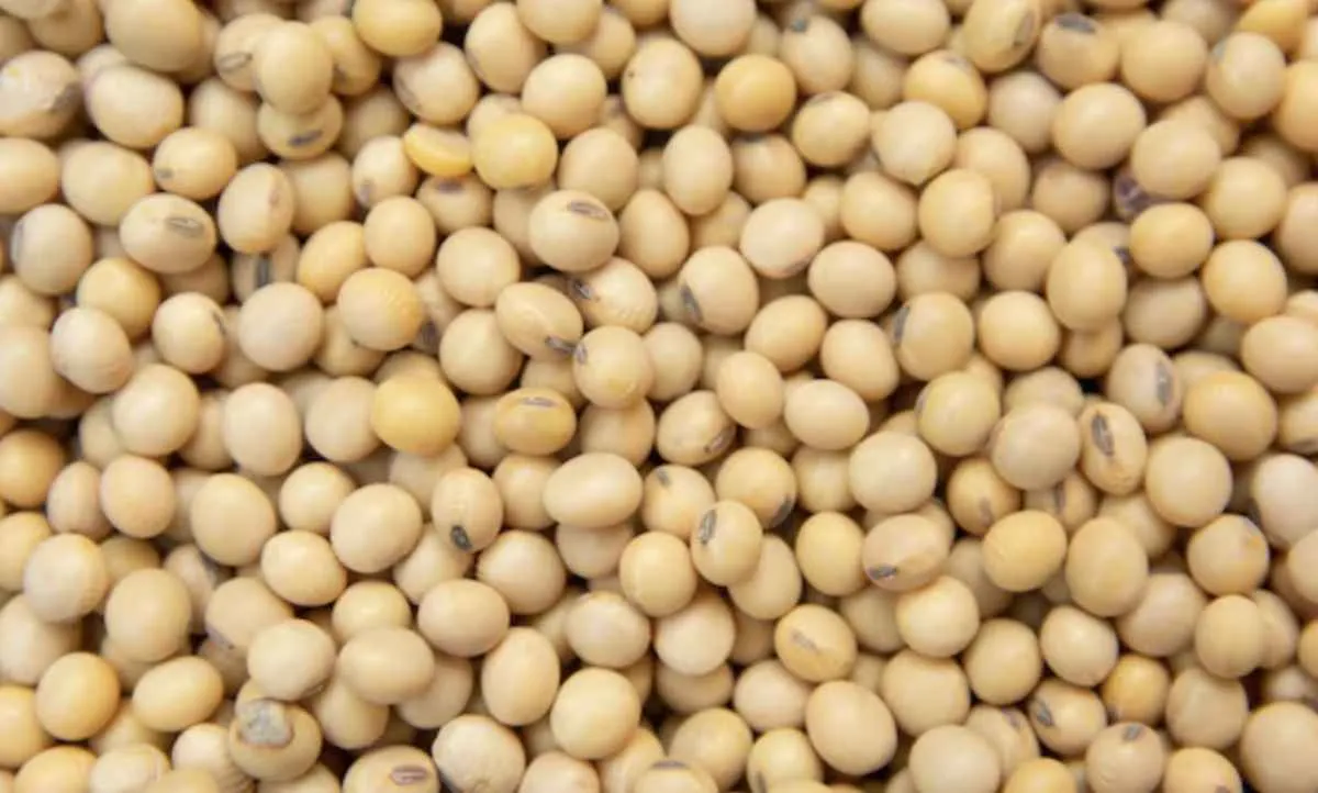 Preços da soja caem em Chicago à espera de novos dados do USDA