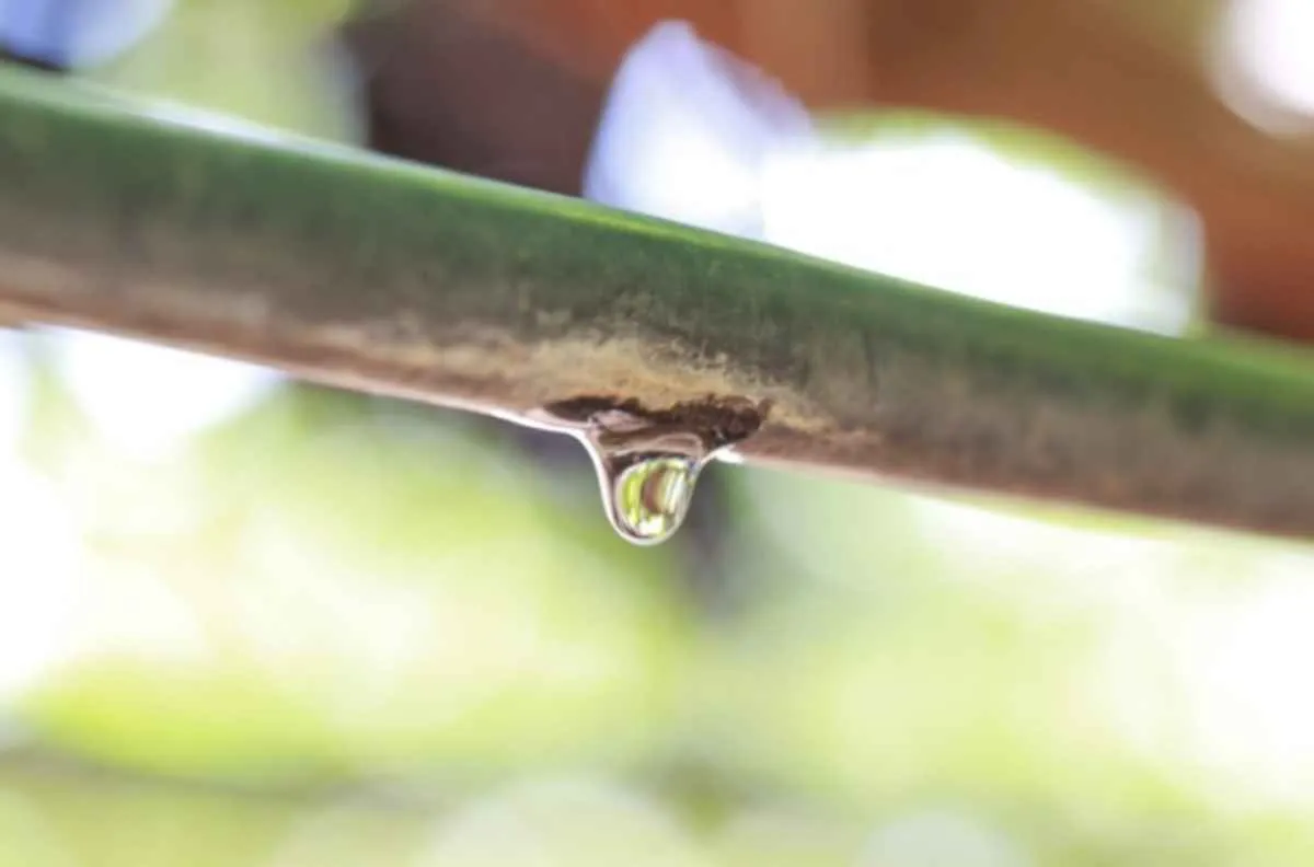Irrigação e aquicultura avançam com nova regra de energia