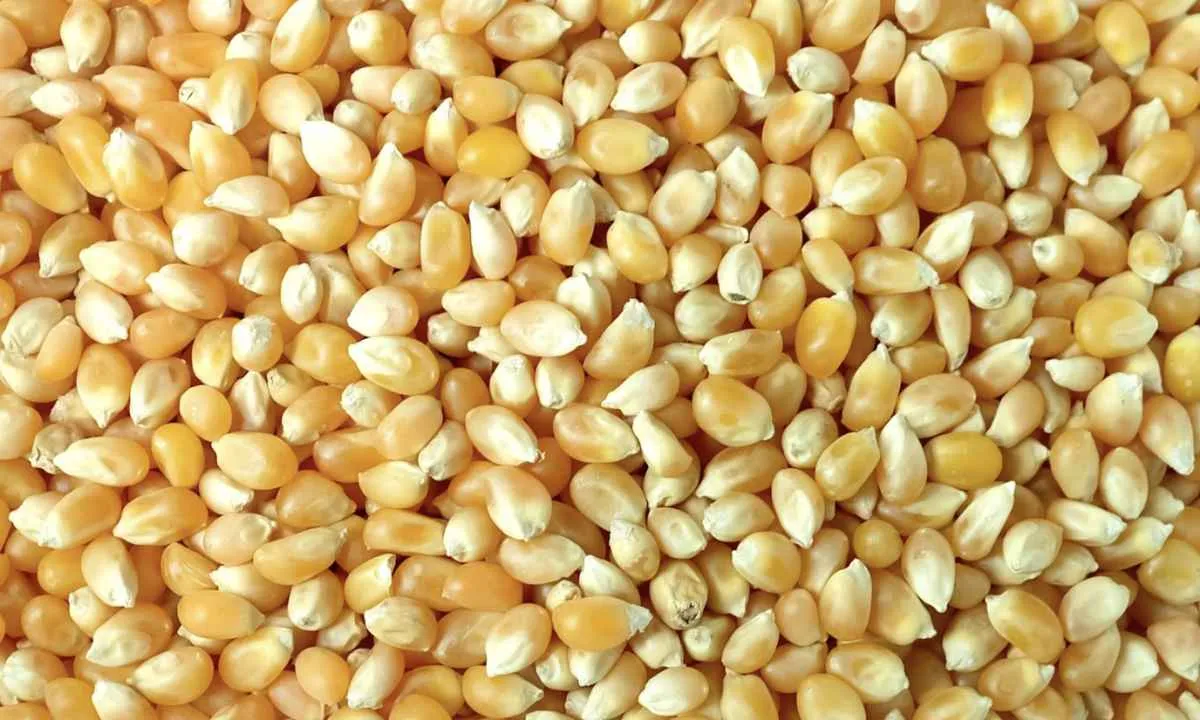 Milho oscila e mercado acompanha safras dos EUA e Brasil