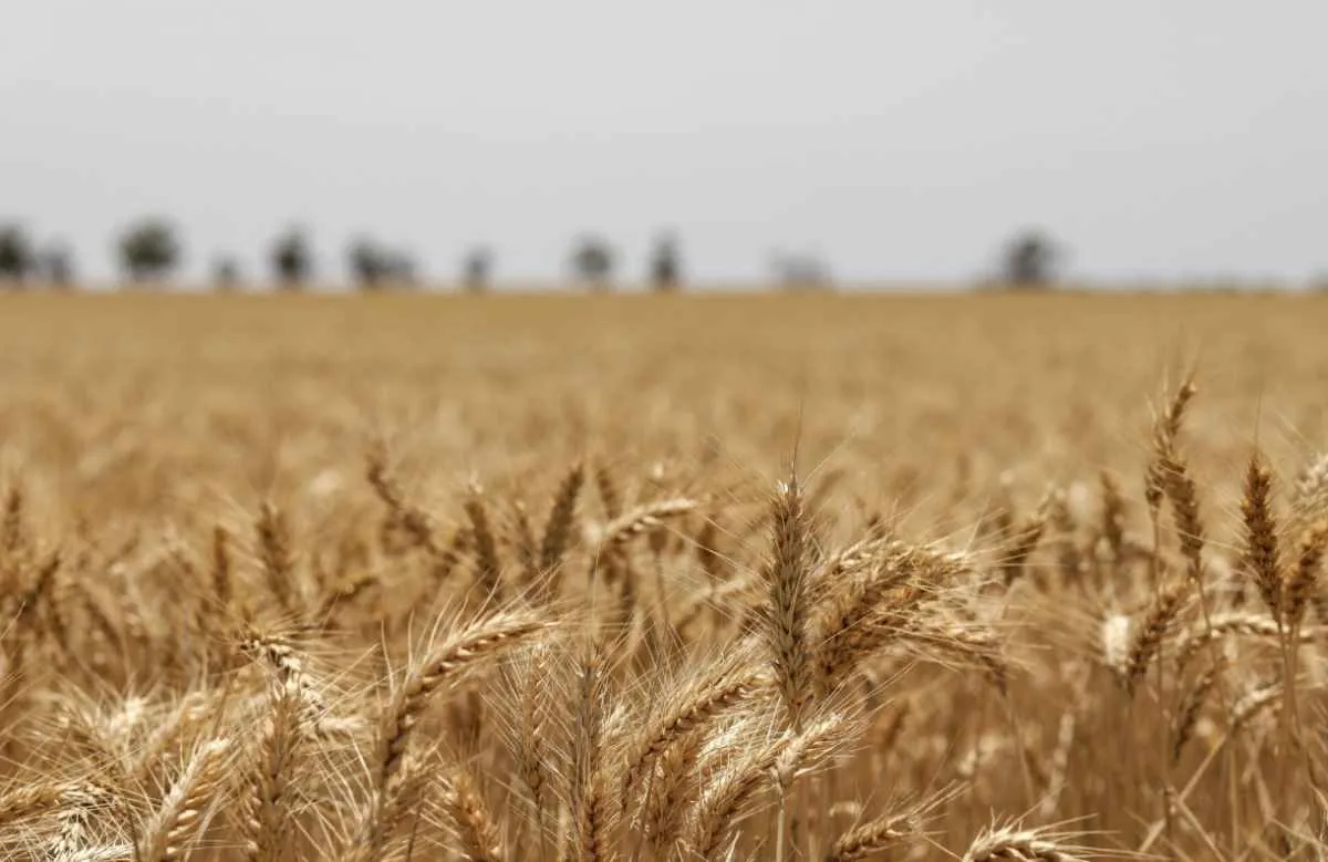 Semeadura do trigo avança com boas condições no campo