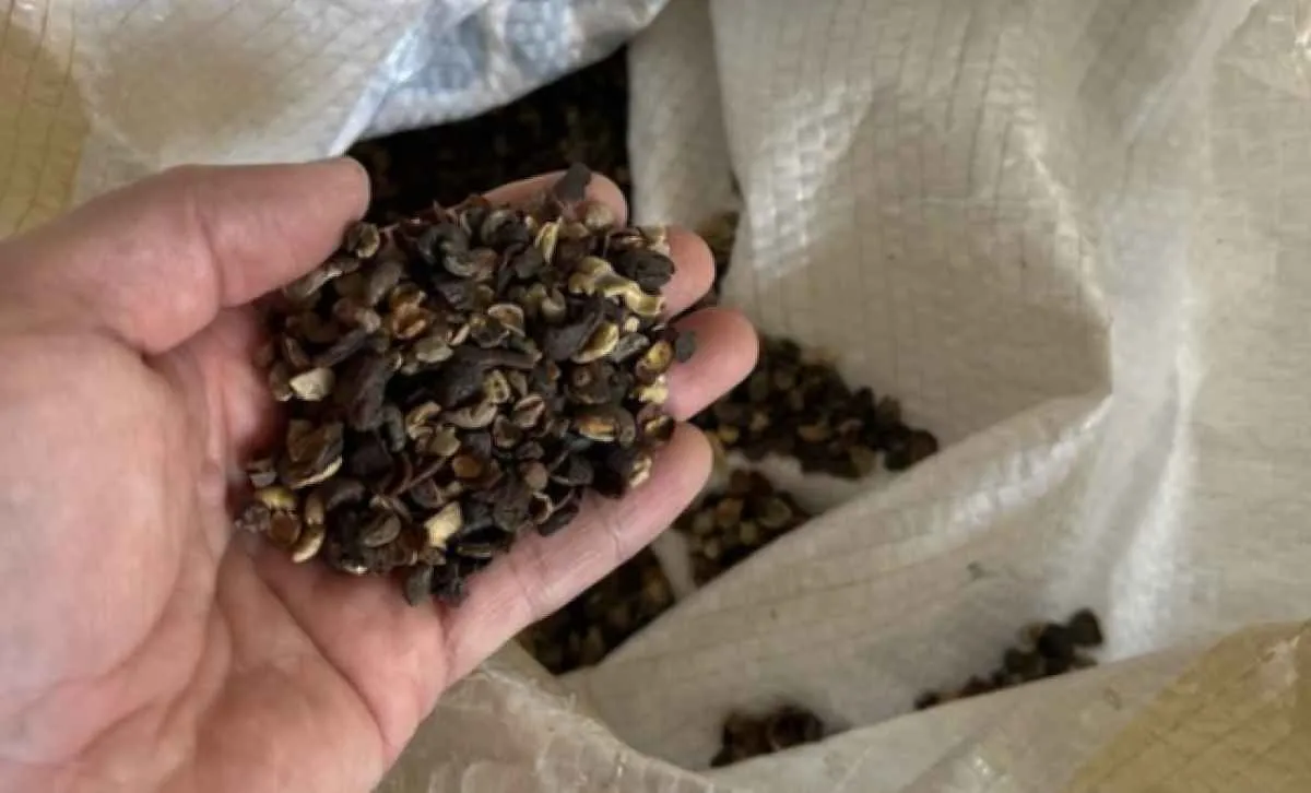 Fiscalização apreende mais de 82 mil kg de café irregular