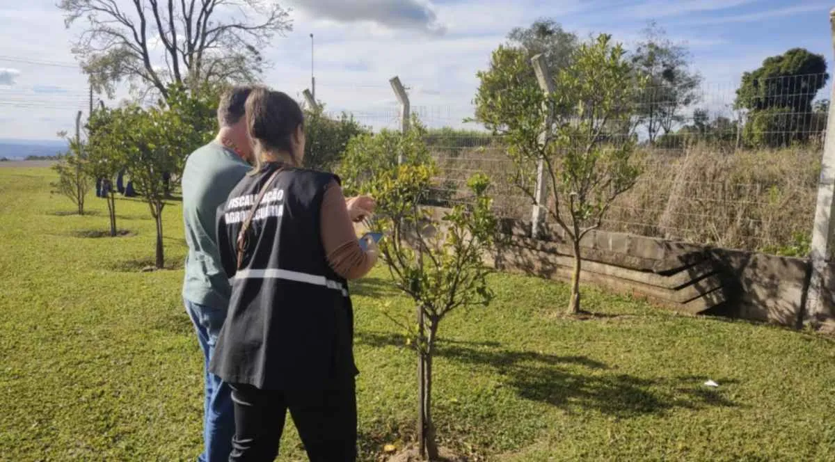 RS conclui primeira etapa de contenção do greening