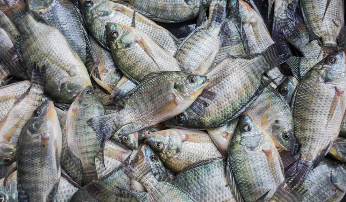 PEIXE BR alerta para impacto de tarifa dos EUA ao Brasil