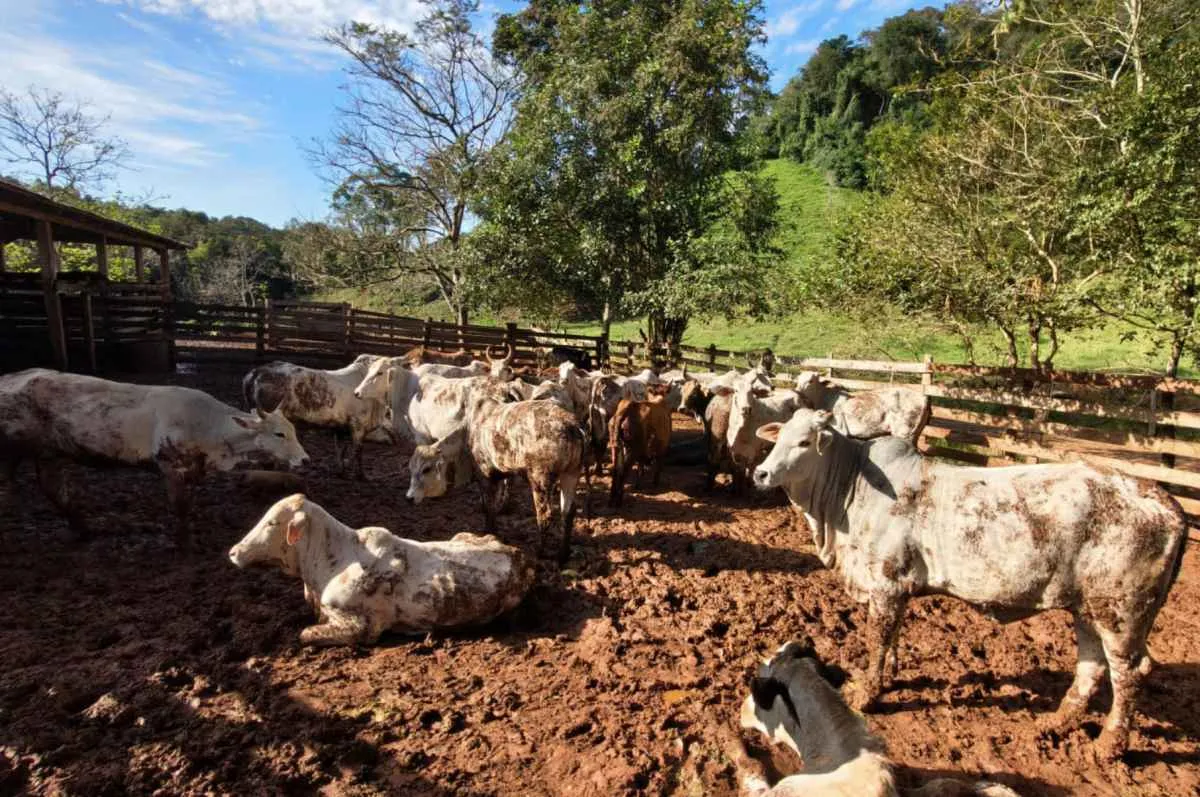 Atualização de rebanhos atinge 67% no Paraná e entra na reta final
