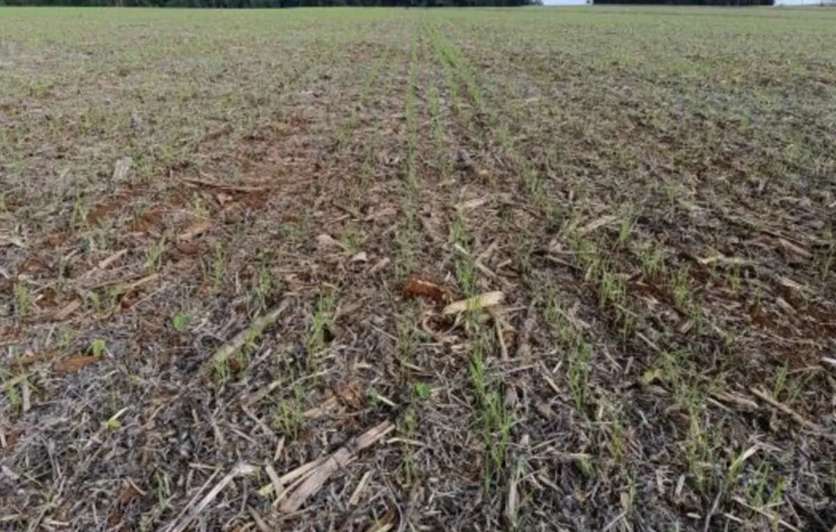 Trigo, aveia e canola avançam com boas condições no RS