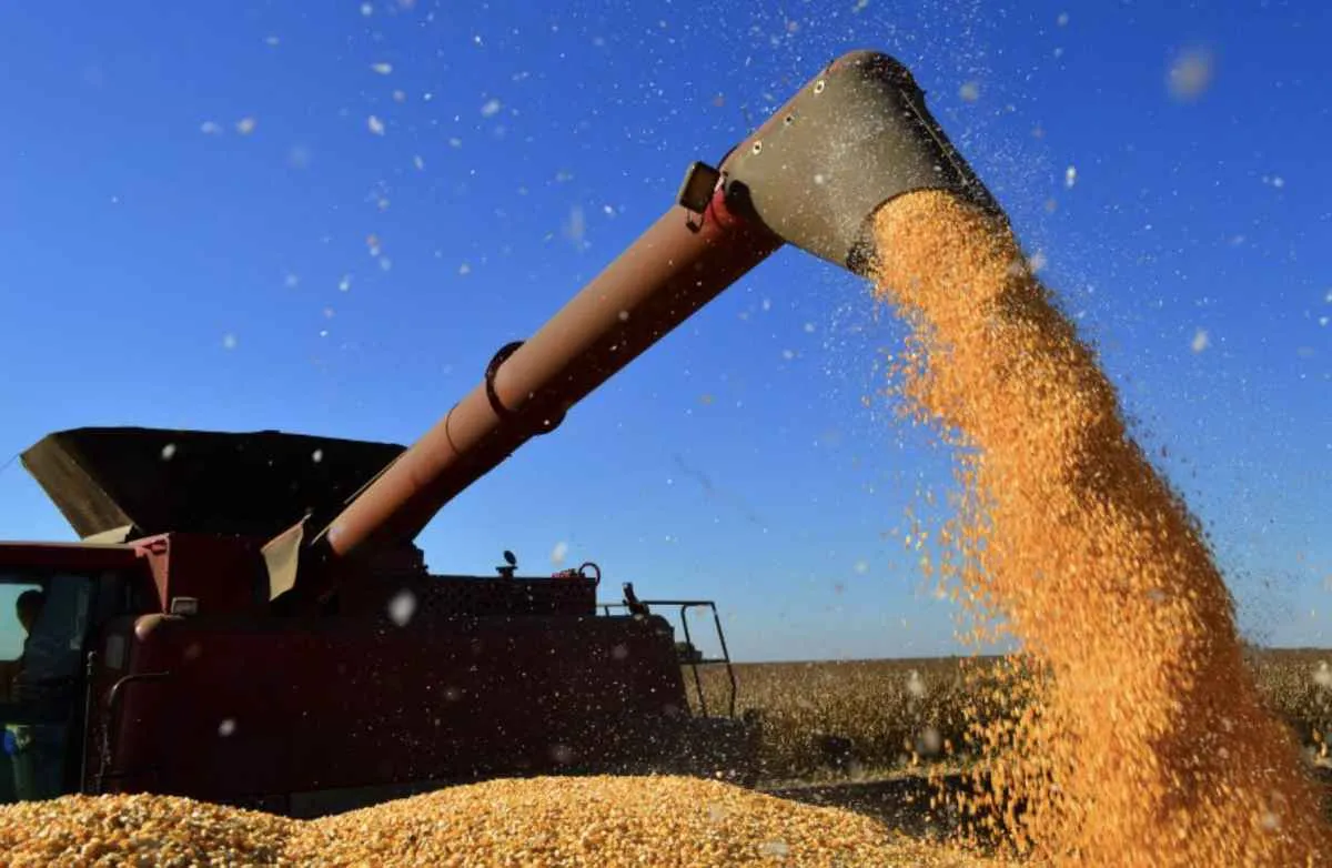 Estiagem pode elevar demanda por milho de Mato Grosso