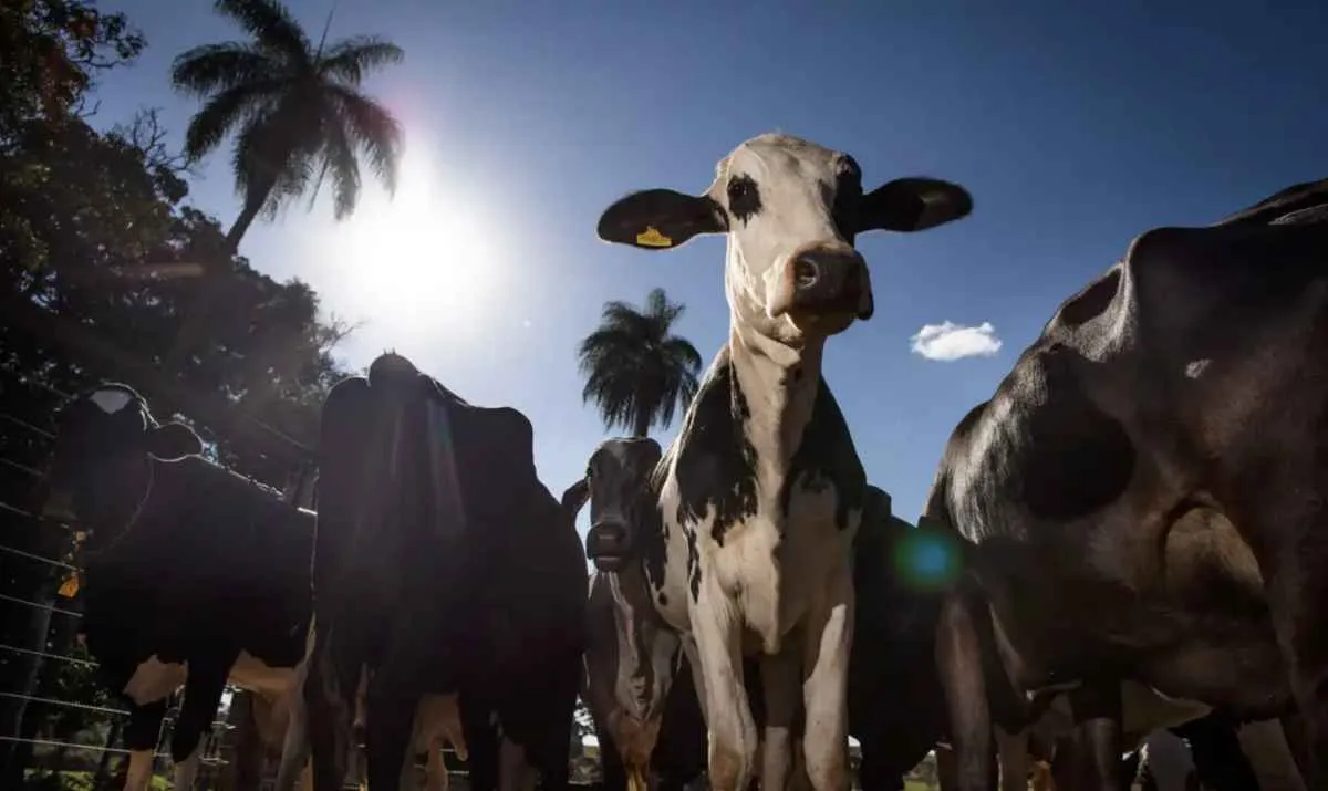 União Europeia oficializa veto à carne brasileira e preocupa pecuaristas
