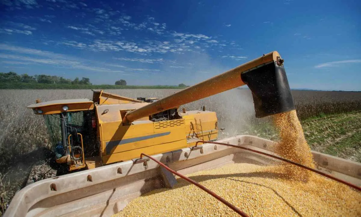 Marrocos compra 1,37 milhão de toneladas de milho de MT