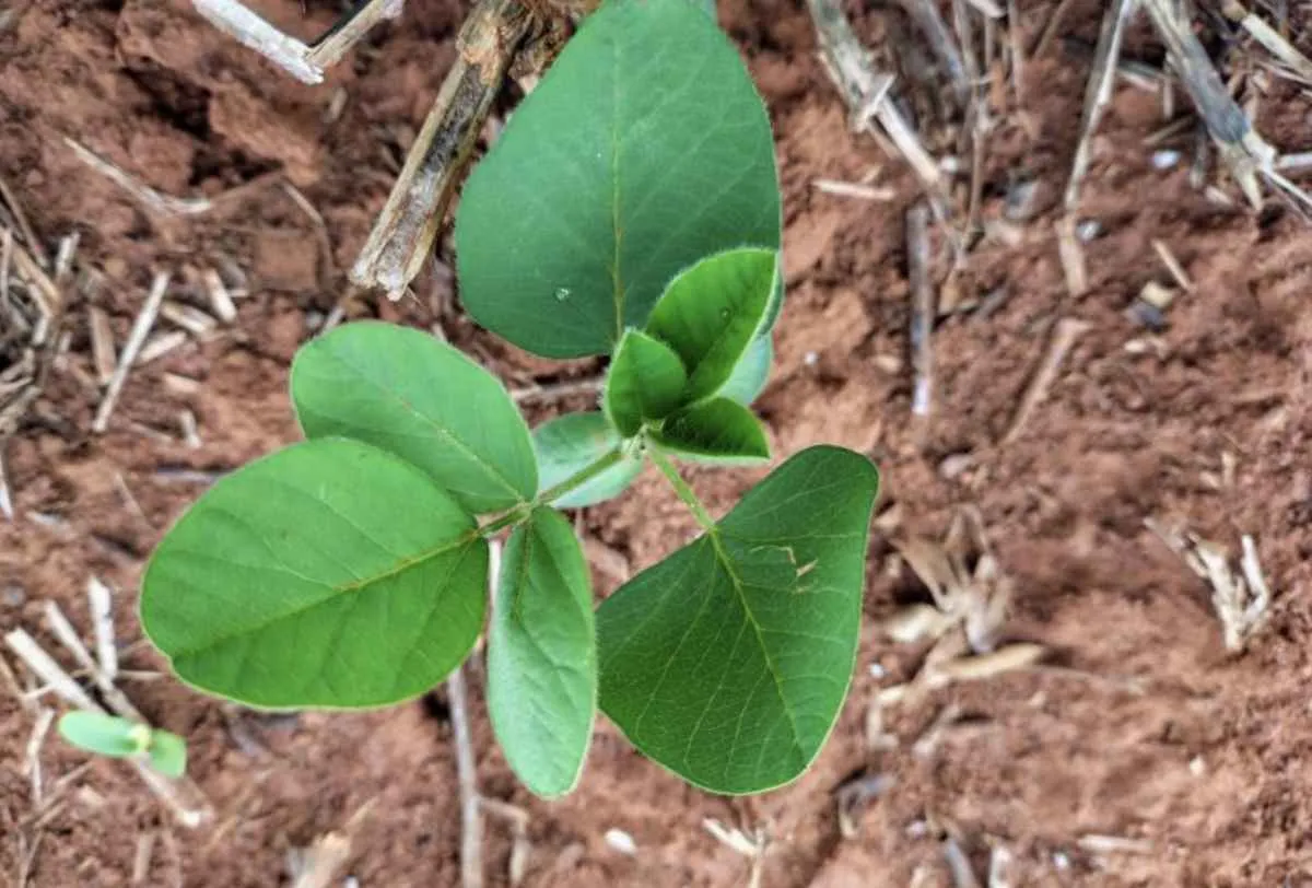 Mato Grosso do Sul inicia período de vazio sanitário da soja