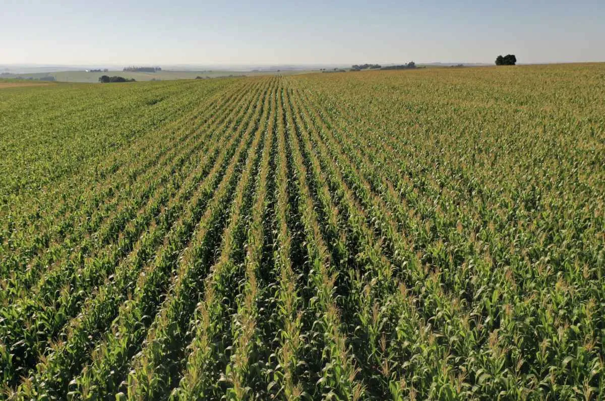 Área de milho cresce no Paraná e produção pode superar 21 mi de ton