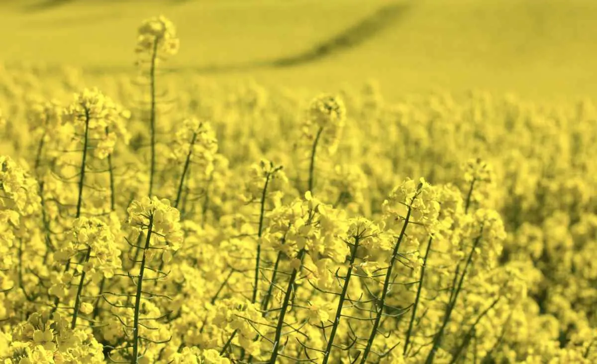 Canola dobra área cultivada e lidera safra de inverno no RS