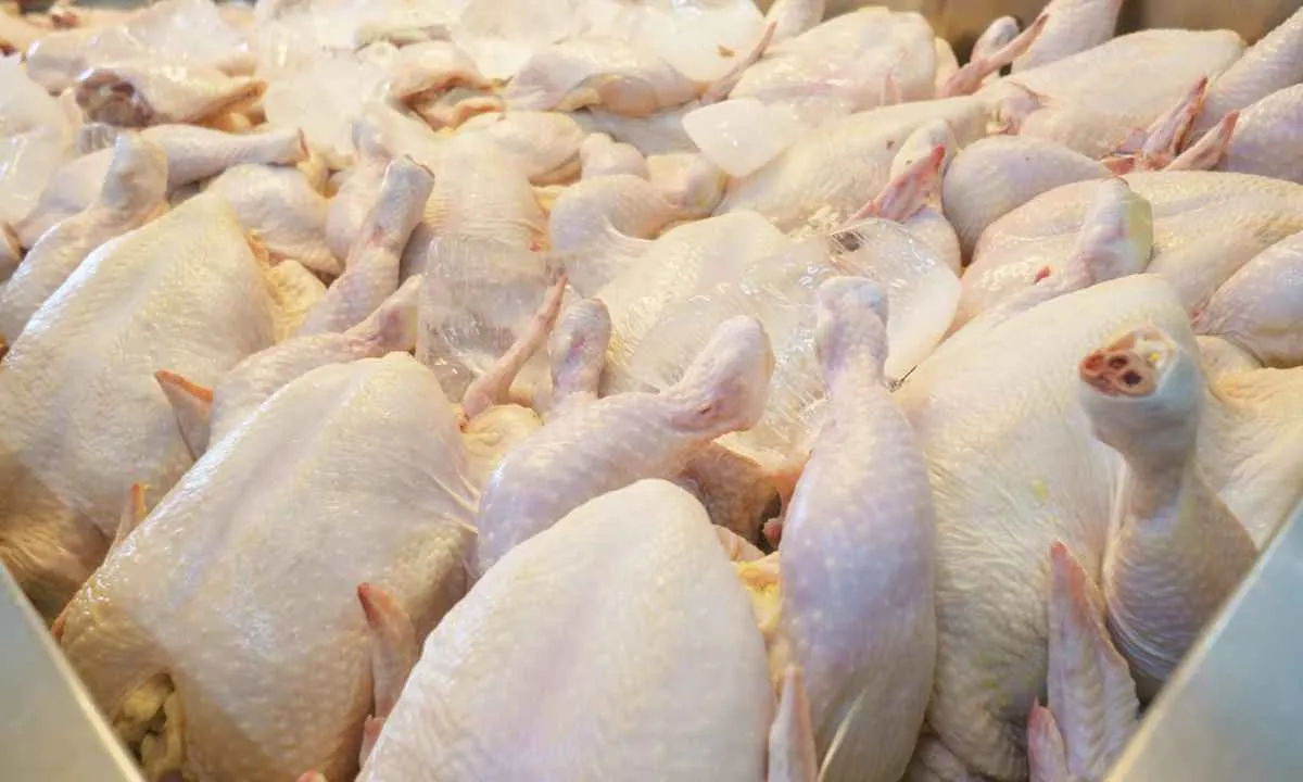 Exportações de carne de frango crescem no primeiro pentamestre de 2026