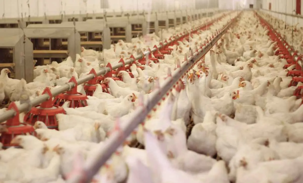 Impasse com UE pode elevar custos do frango no Brasil