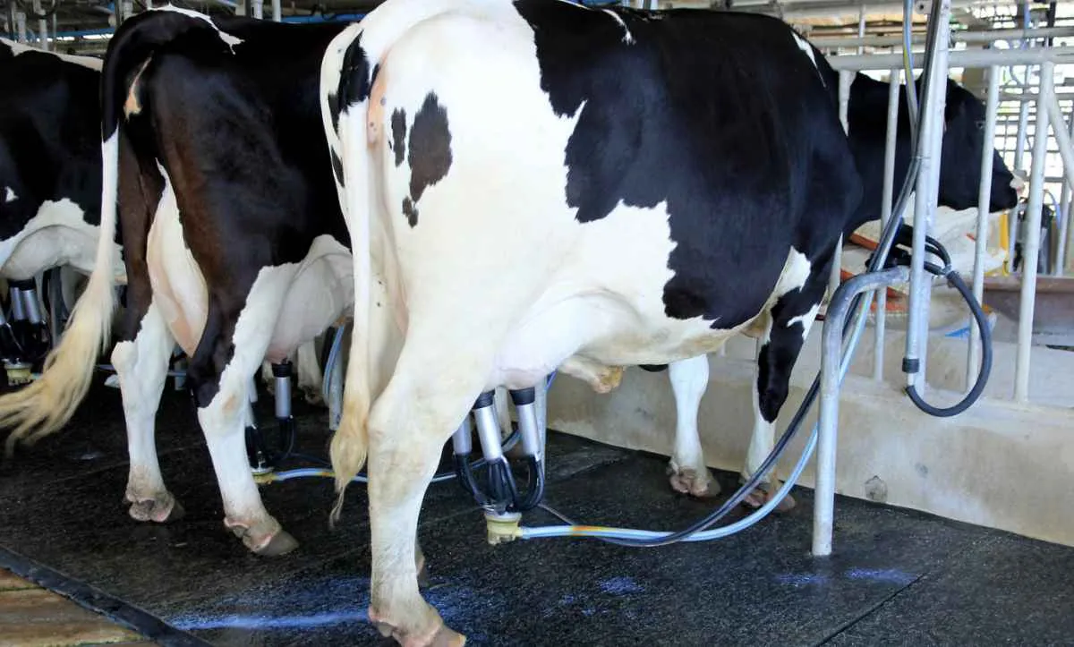 Preço do leite cai 9% e aperta margens na atividade no RS