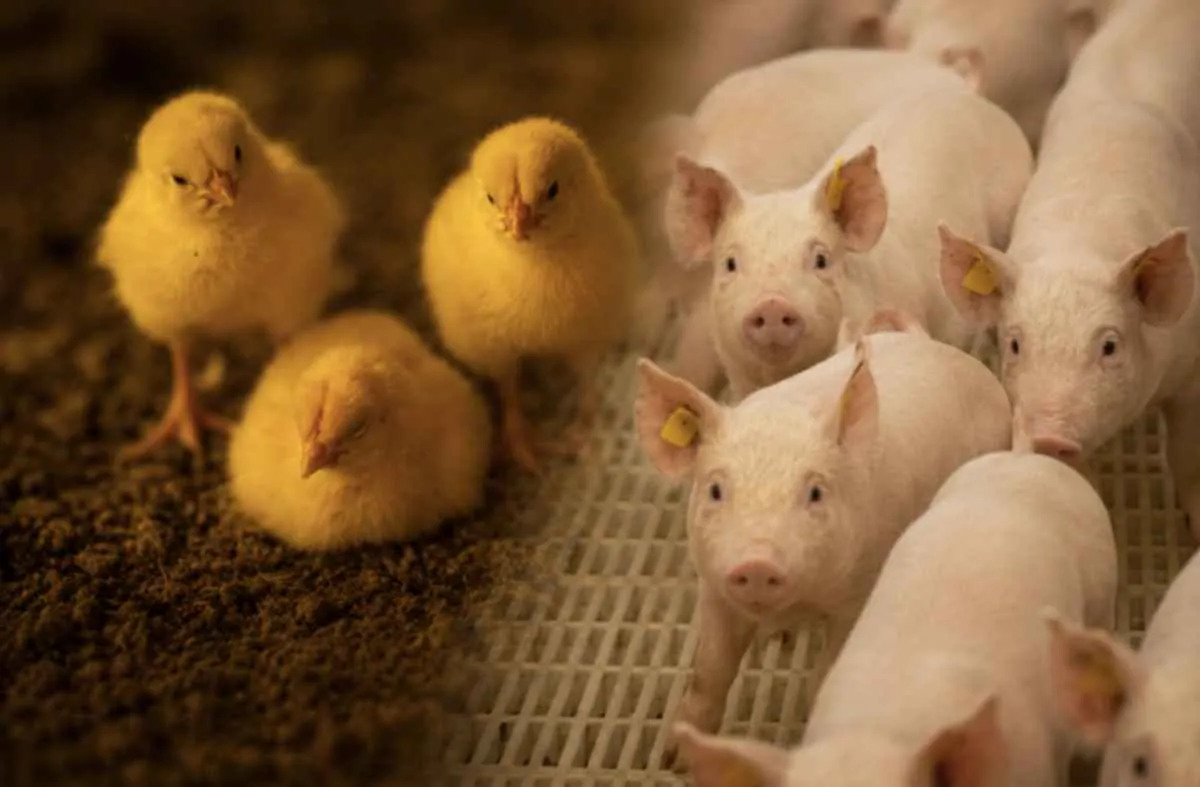 CNA debate reforma tributária e sanidade em aves e suínos