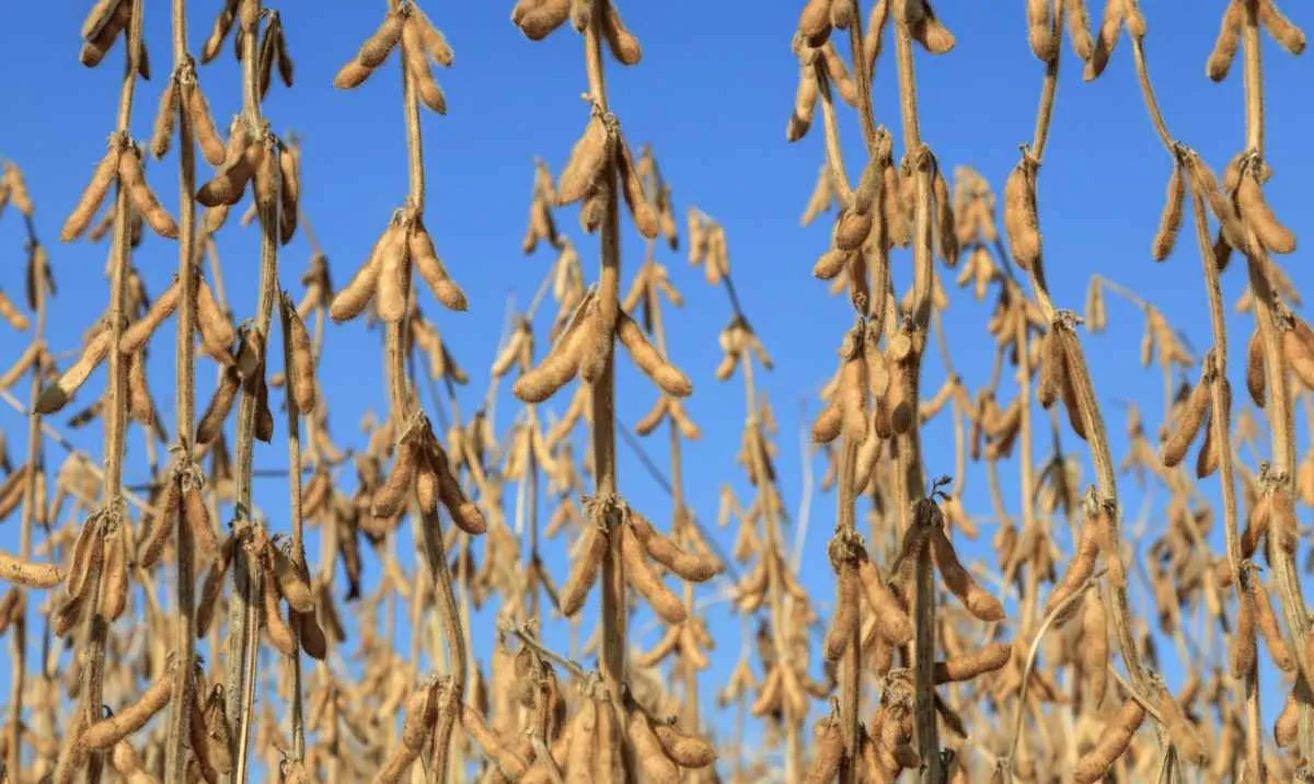 Corte no Plano Safra preocupa produtores de Goiás