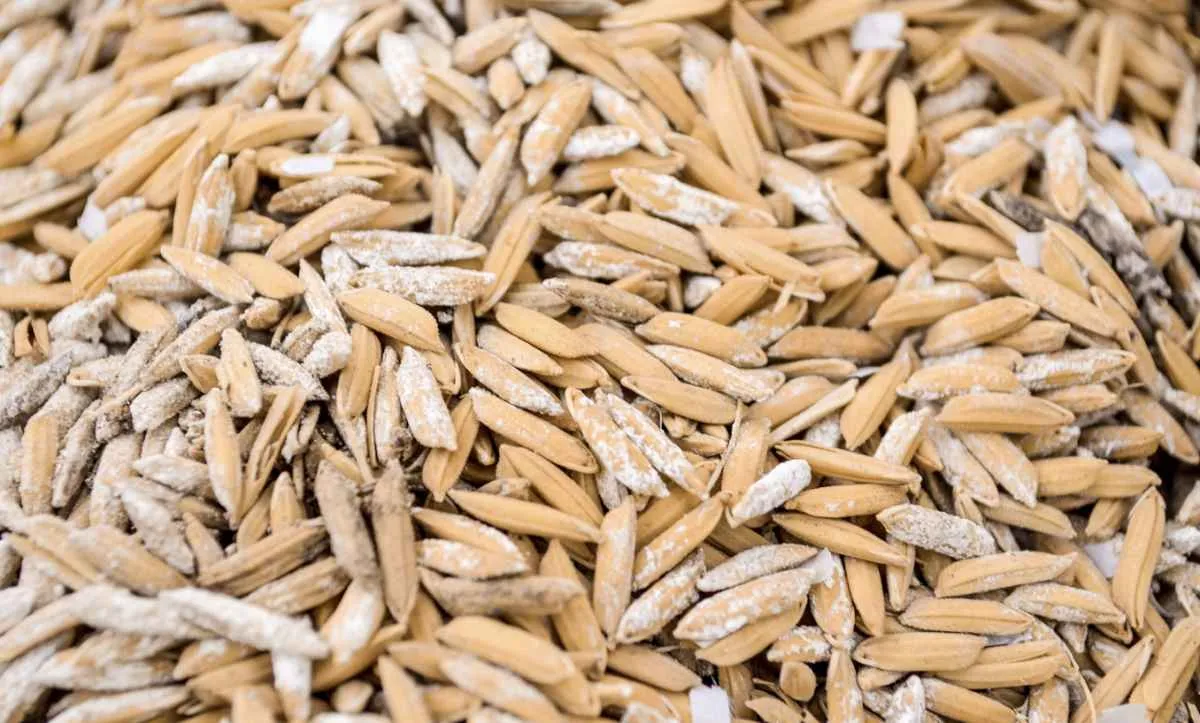 Preço do arroz sobe com oferta restrita, mas margem segue no vermelho